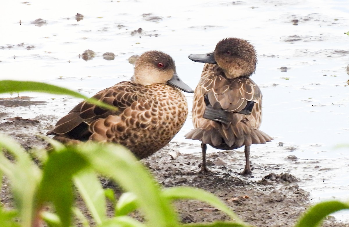 Gray Teal - ML646757205