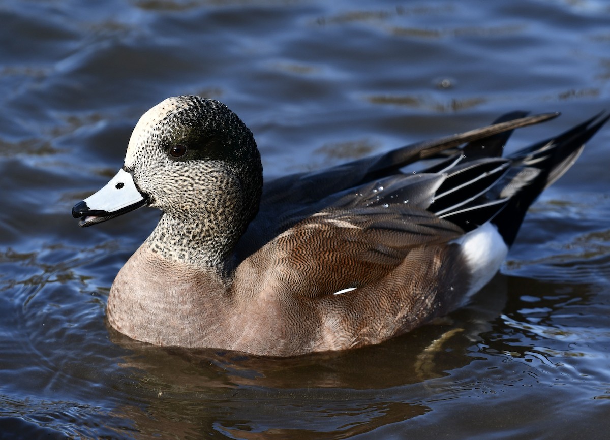 American Wigeon - ML646757206