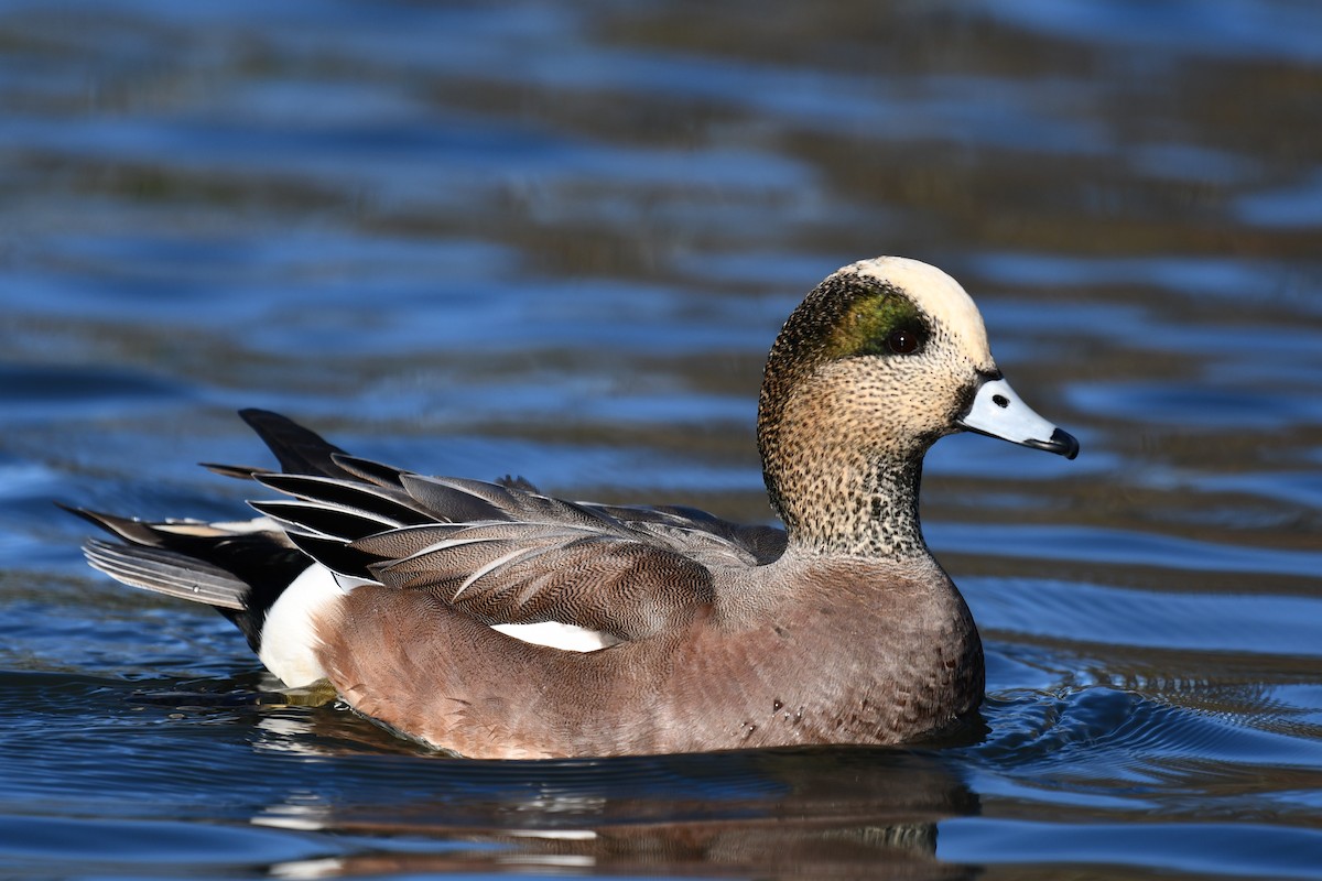 American Wigeon - ML646757207