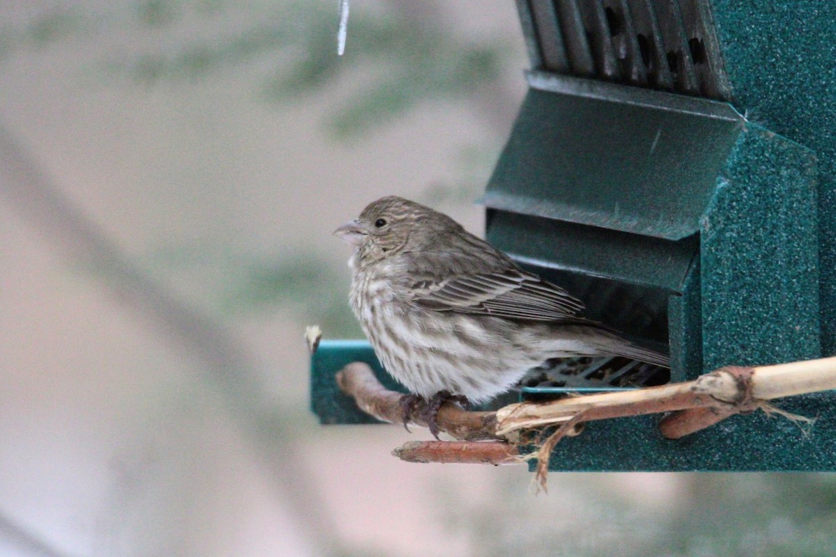 House Finch - ML646757208