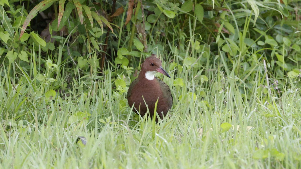 ノドジロクイナ - ML646757209