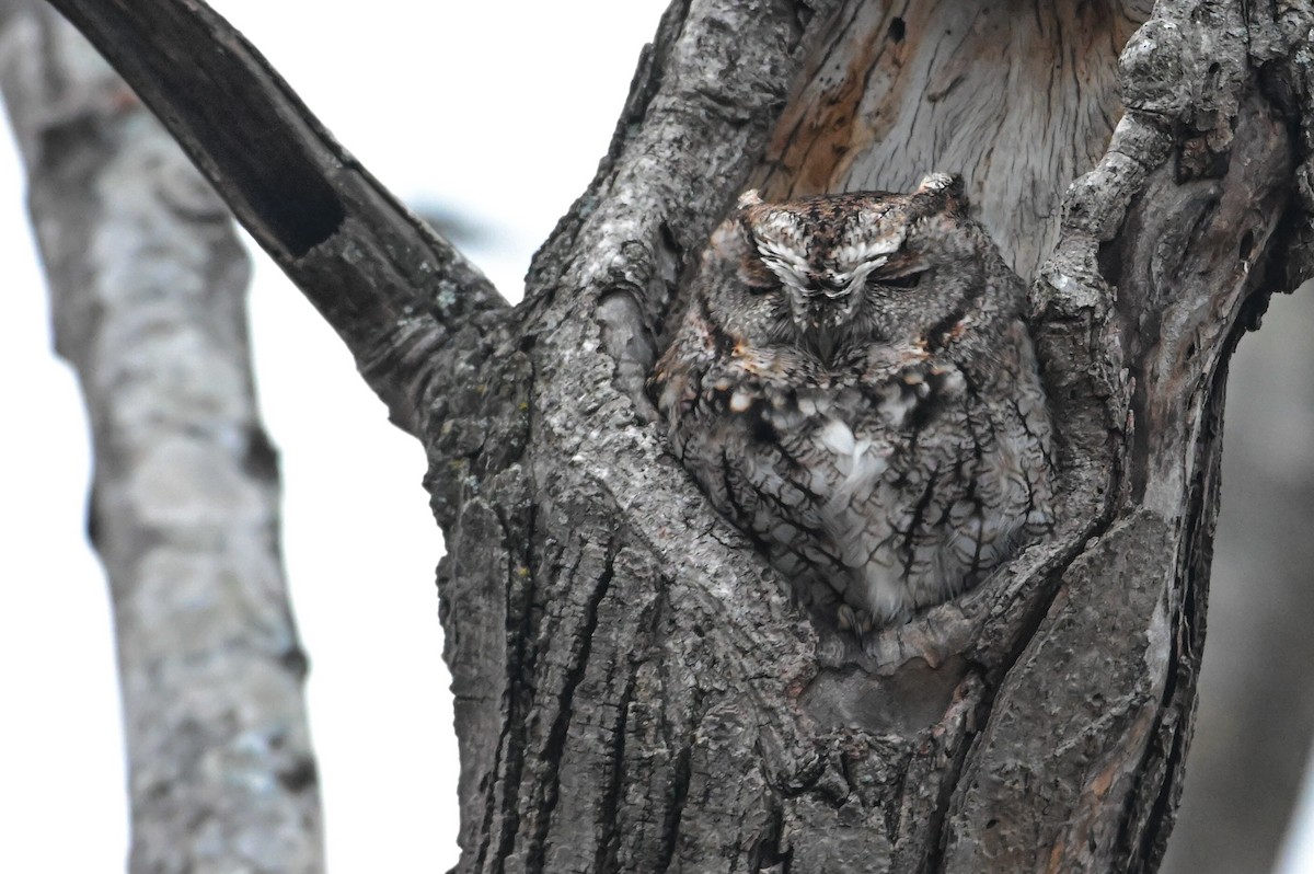 Восточноамериканская совка - ML646757211