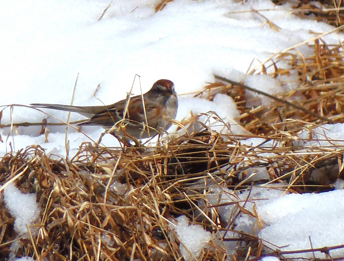 ムナフヒメドリ - ML646757212