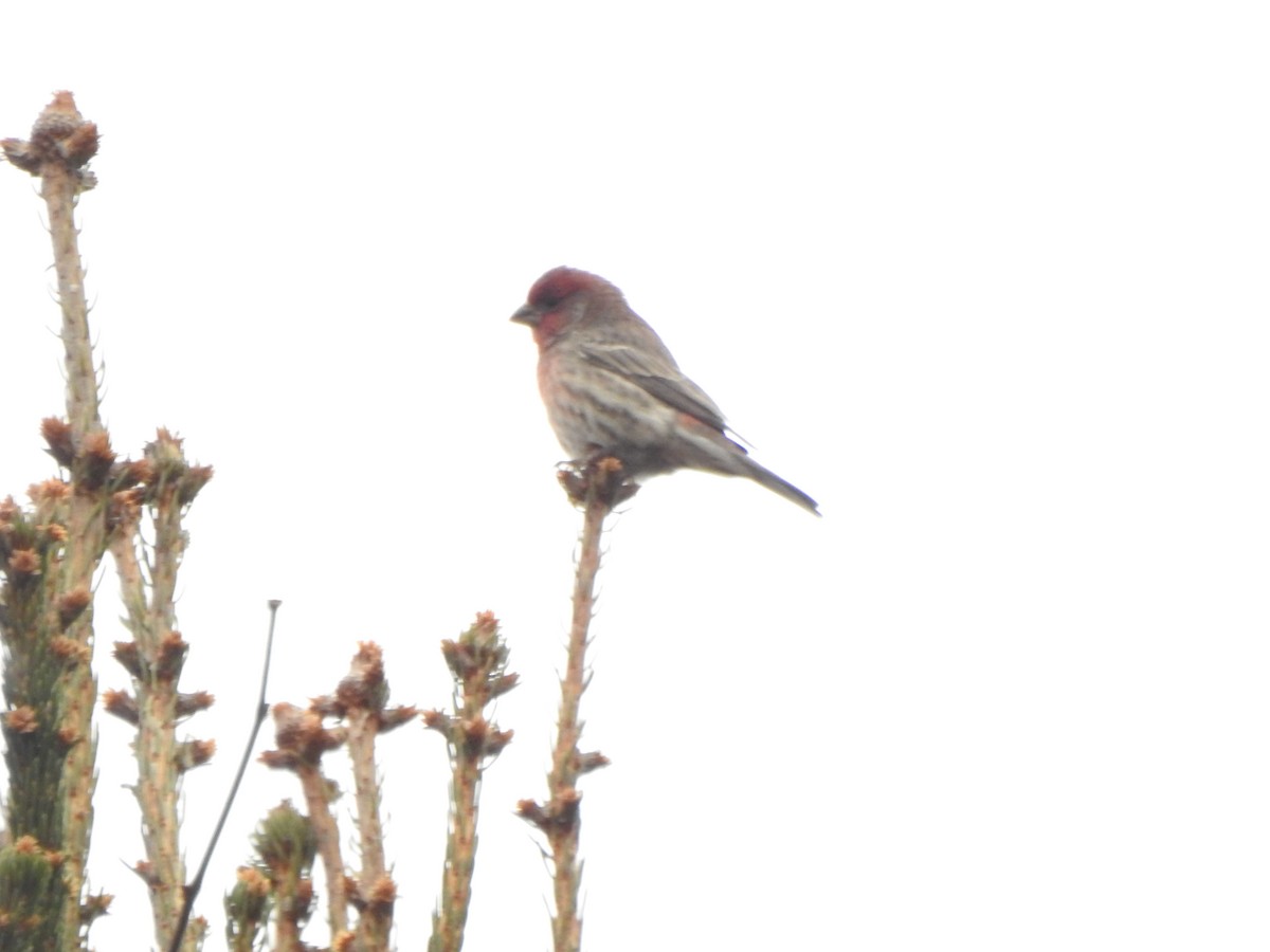 House Finch - ML646757213