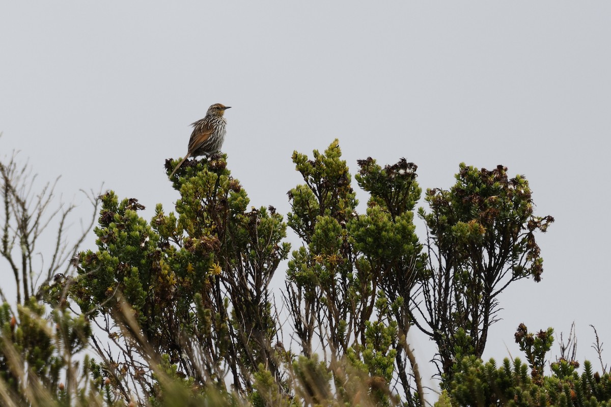 Many-striped Canastero - ML646757214