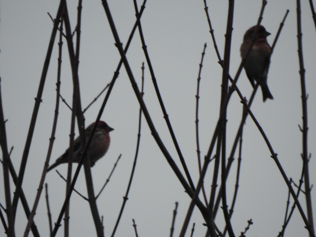 House Finch - ML646757215