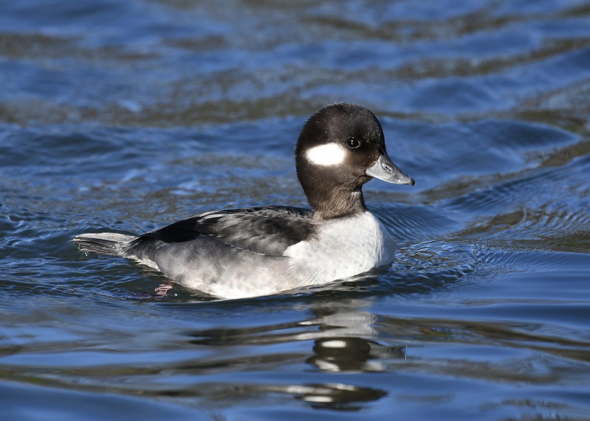 Bufflehead - ML646757216