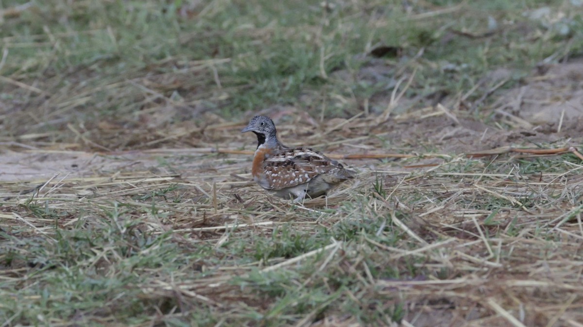 マダガスカルミフウズラ - ML646757218