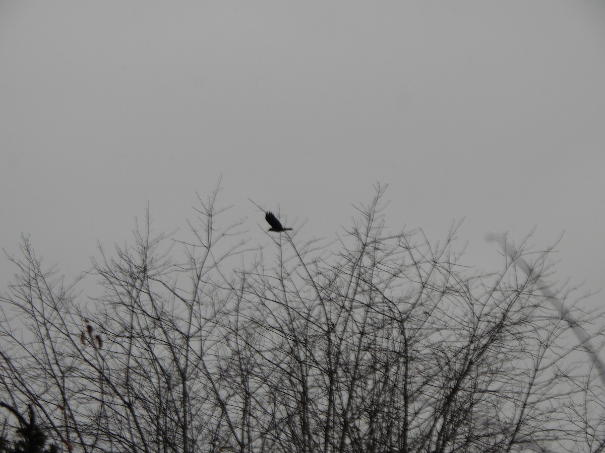 American Crow - ML646757220