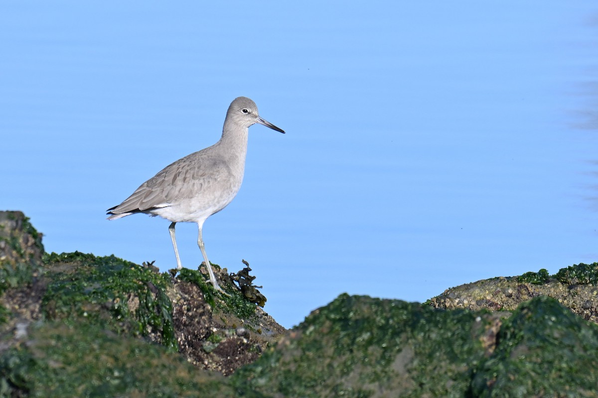 Willet - ML646757221