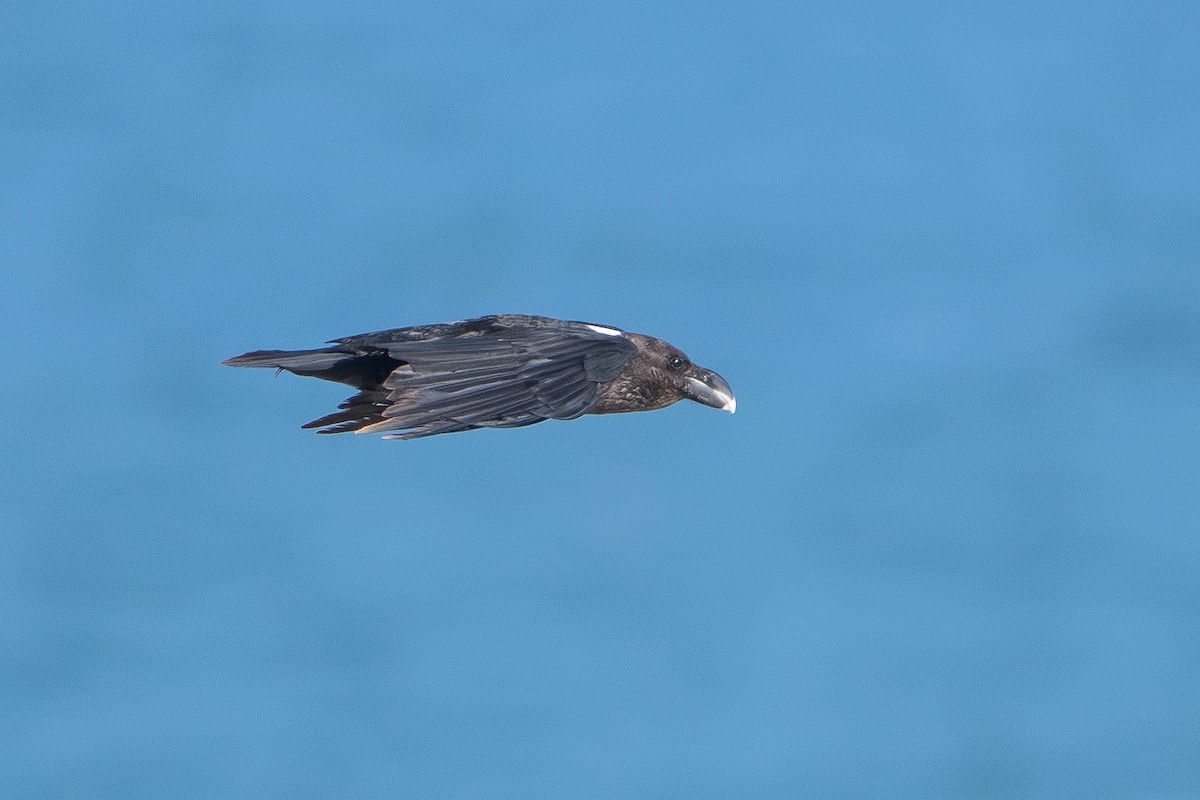 White-necked Raven - ML646757222
