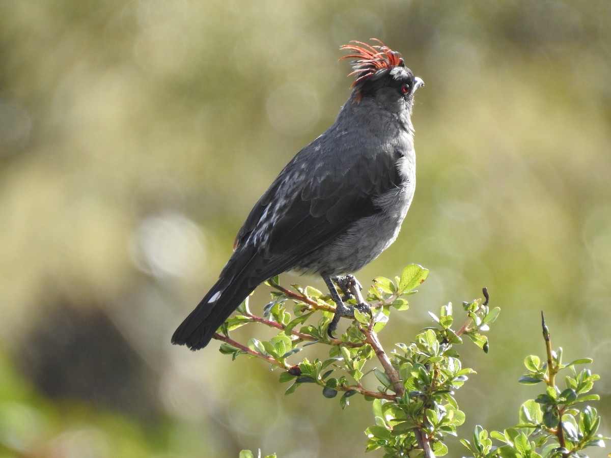 Red-crested Cotinga - ML646757224