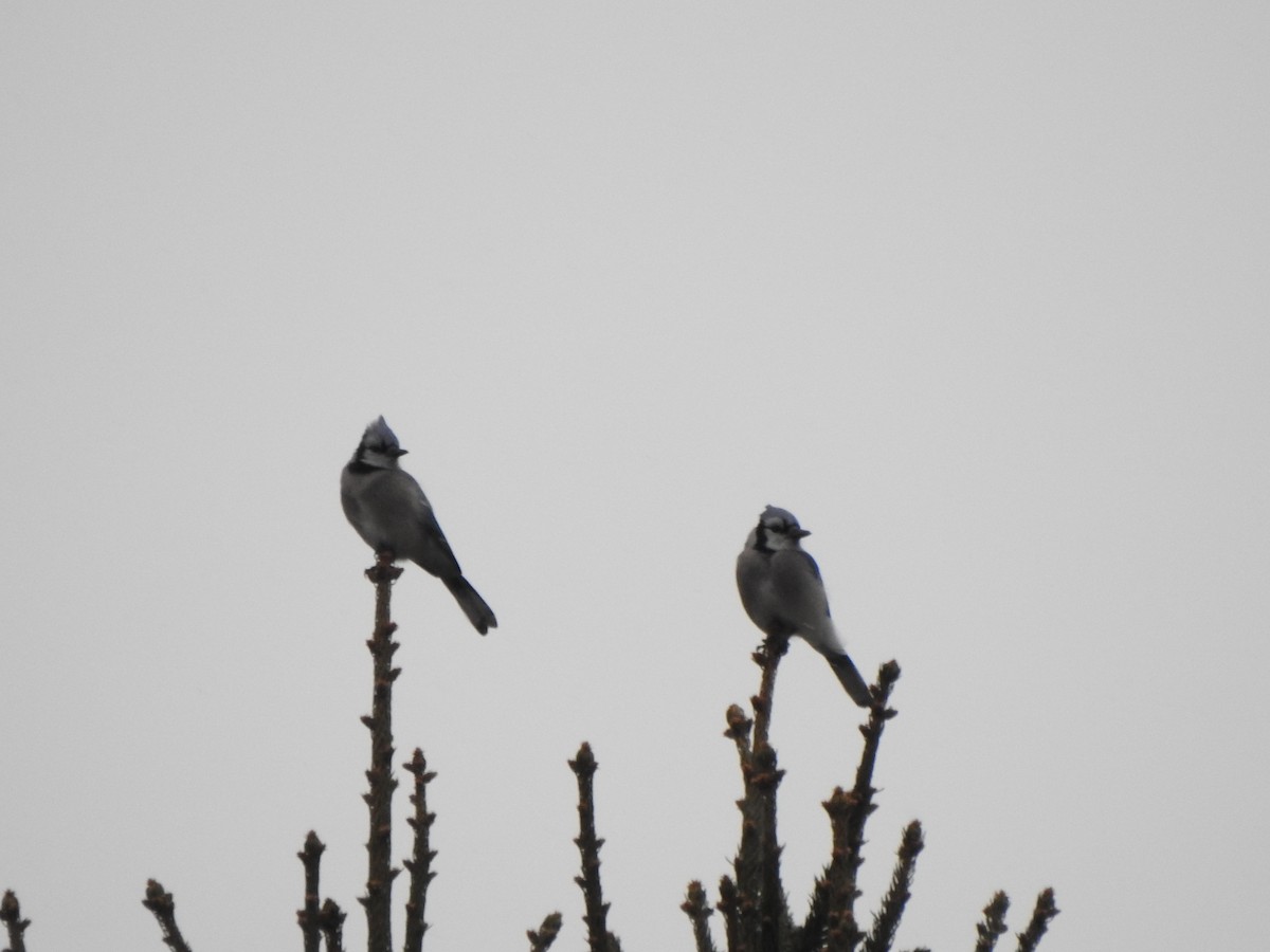 Geai bleu - ML646757227