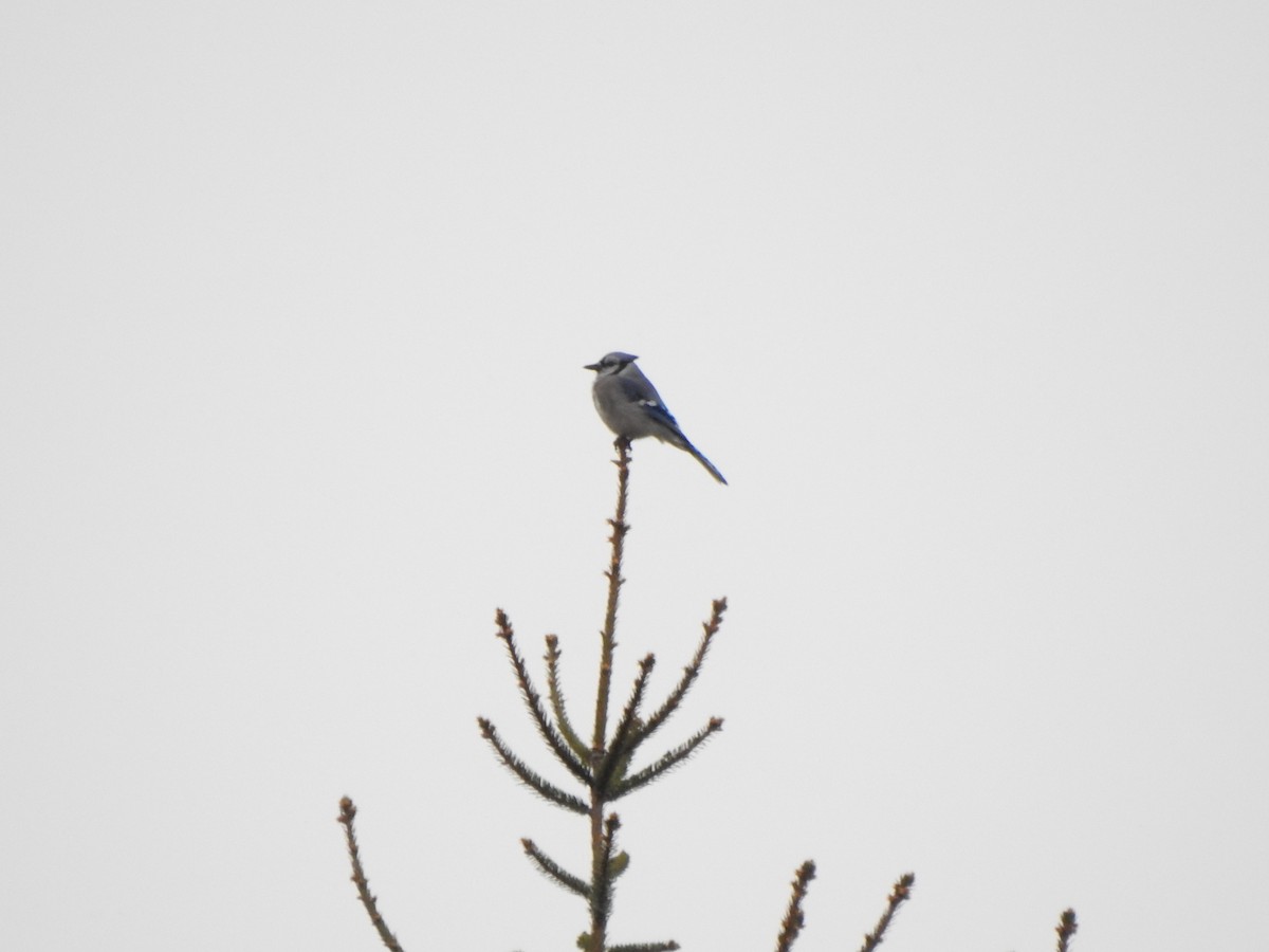 Geai bleu - ML646757228