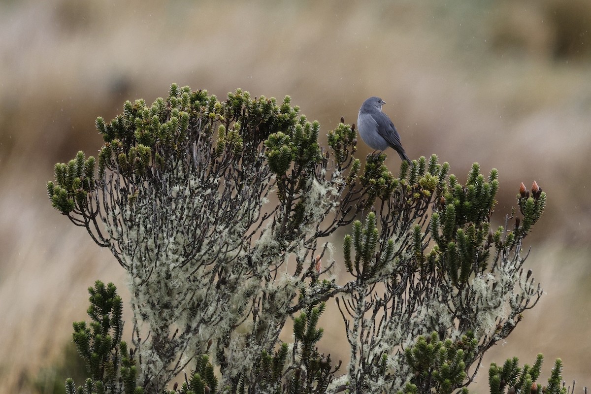 Plumbeous Sierra Finch - ML646757230