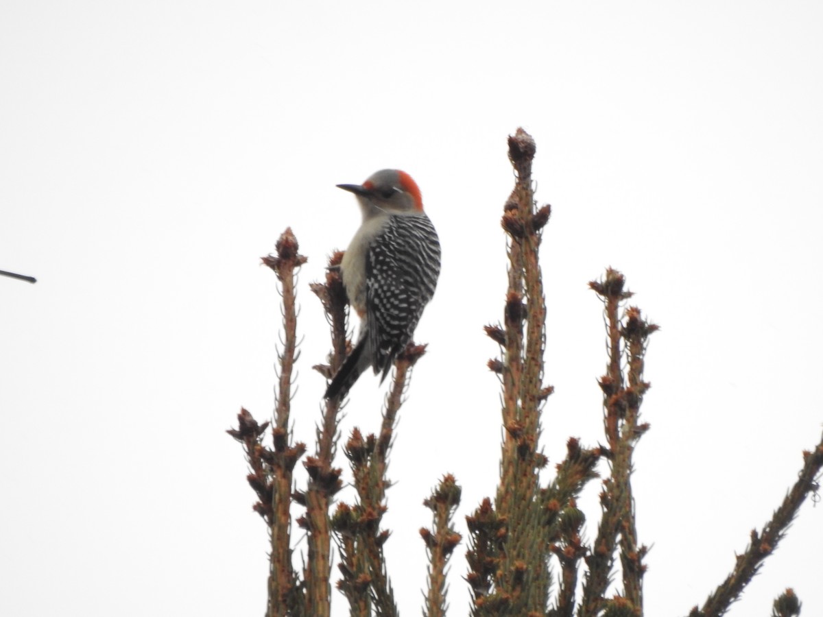 Red-bellied Woodpecker - ML646757232