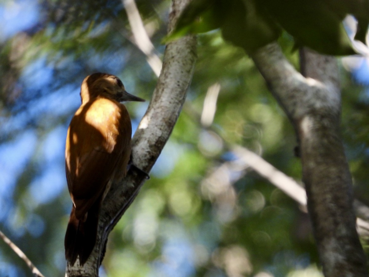 Smoky-brown Woodpecker - ML646757234