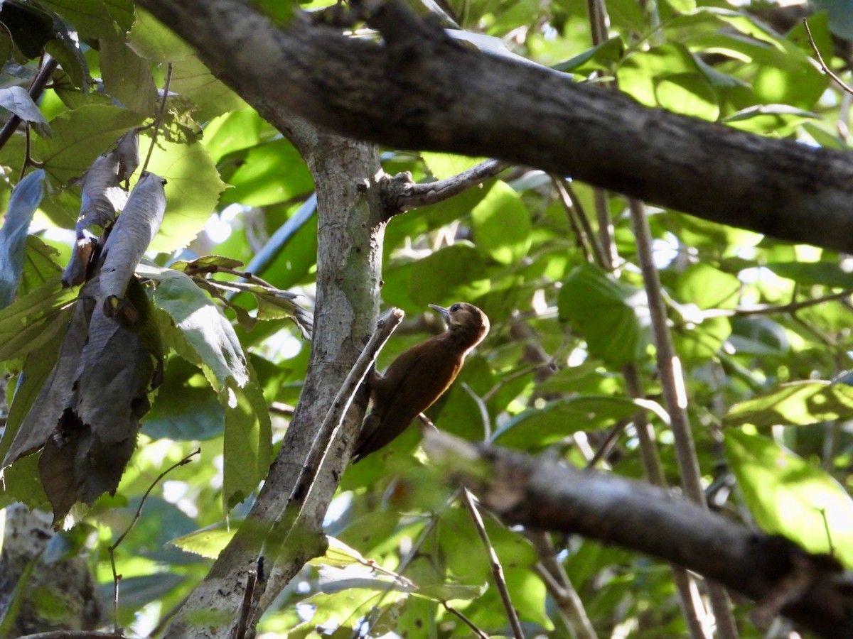 Smoky-brown Woodpecker - ML646757235