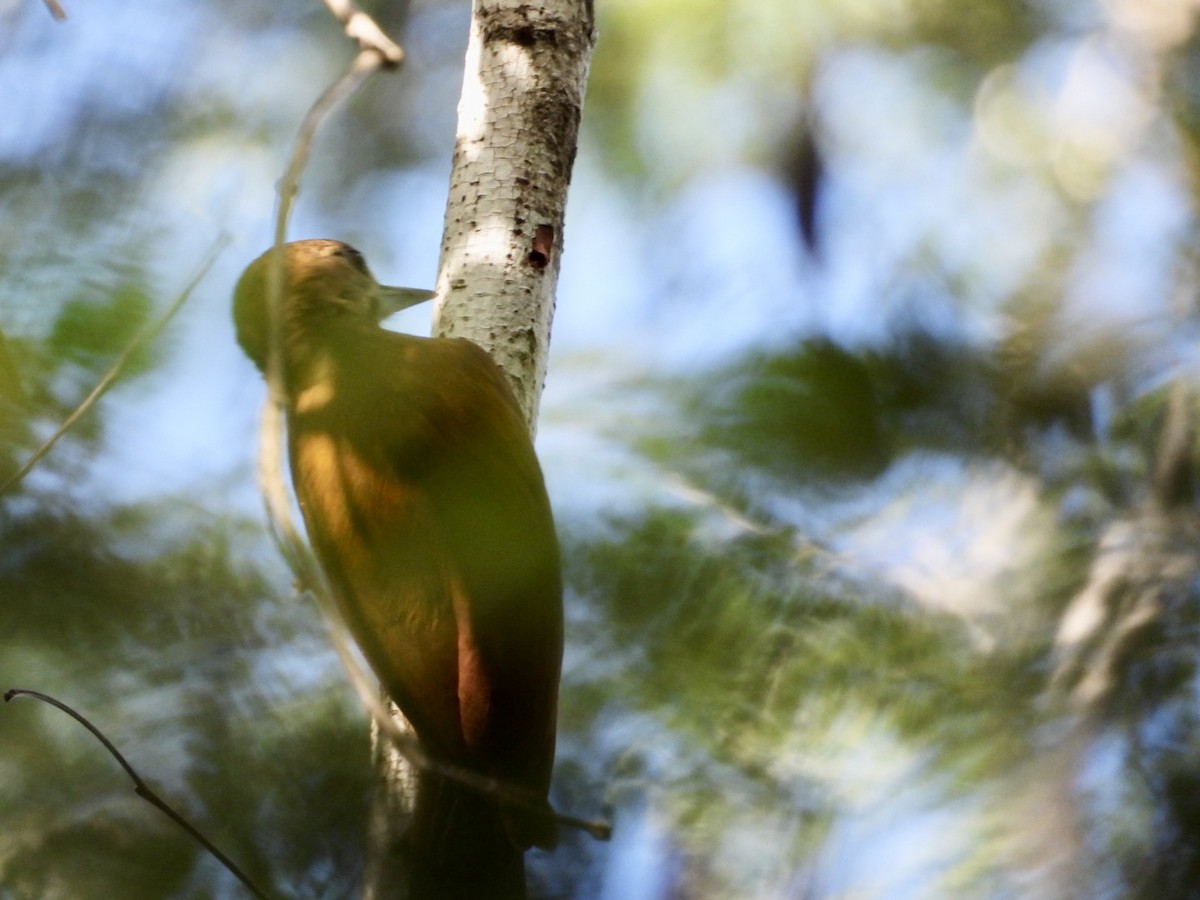 Smoky-brown Woodpecker - ML646757236