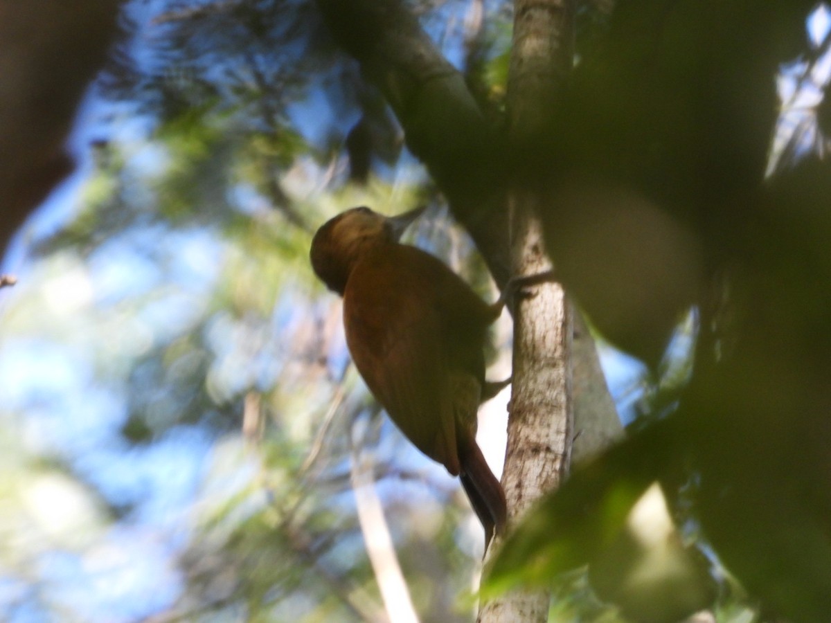 Smoky-brown Woodpecker - ML646757237