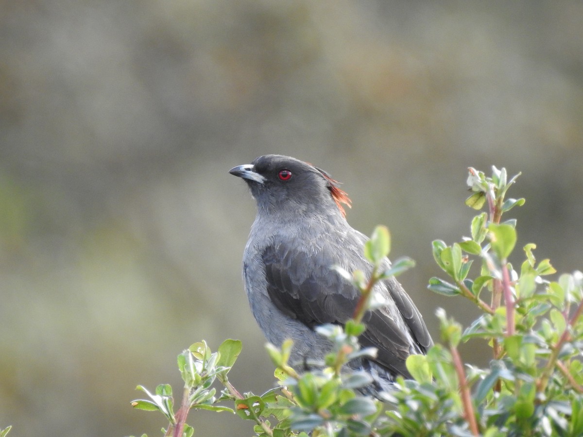 Red-crested Cotinga - ML646757238