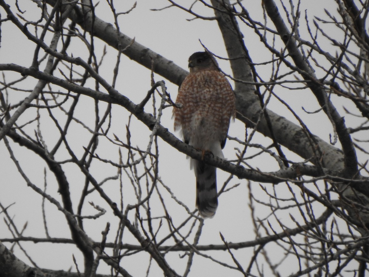 Cooper's Hawk - ML646757239