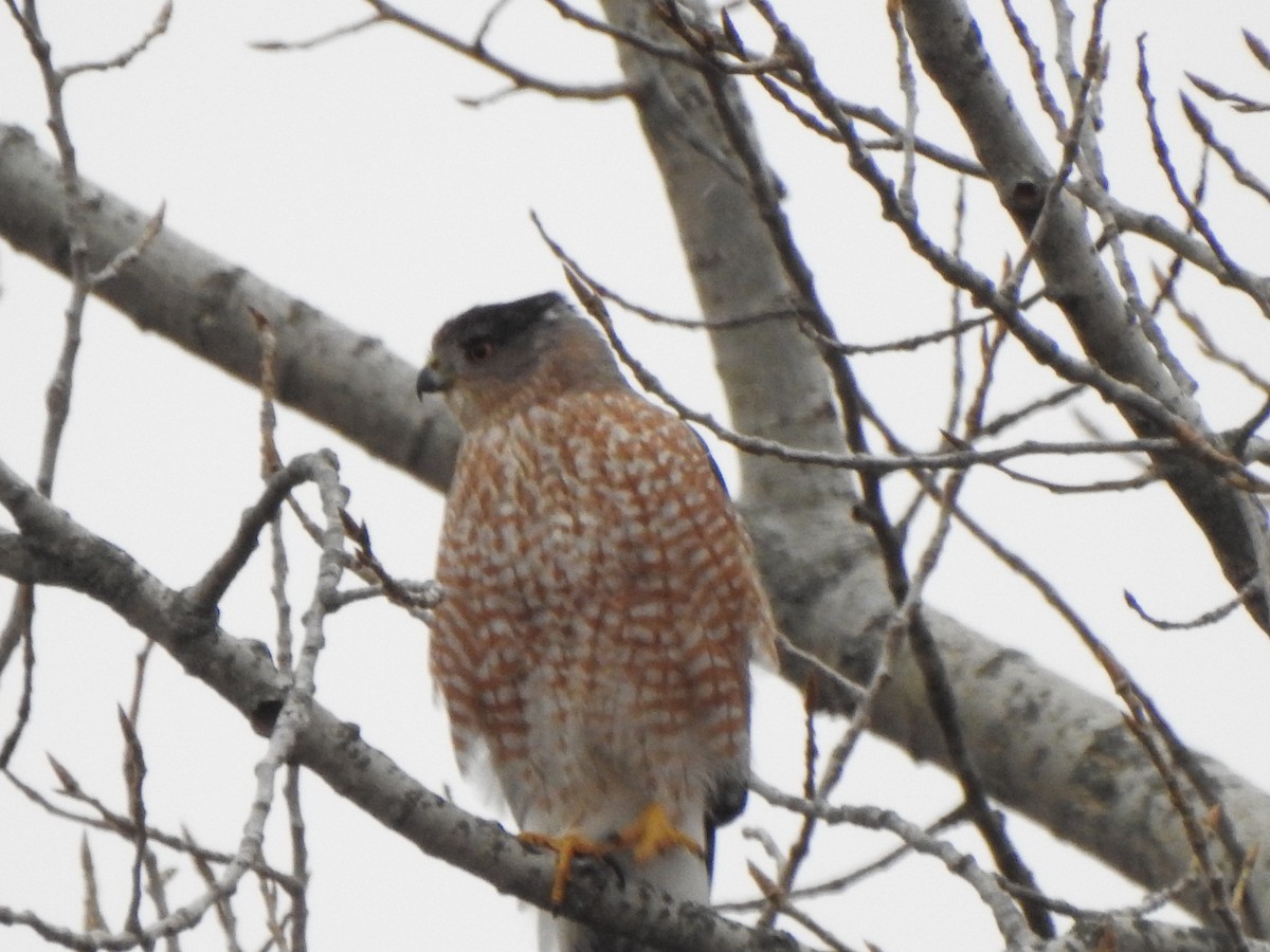 Cooper's Hawk - ML646757240