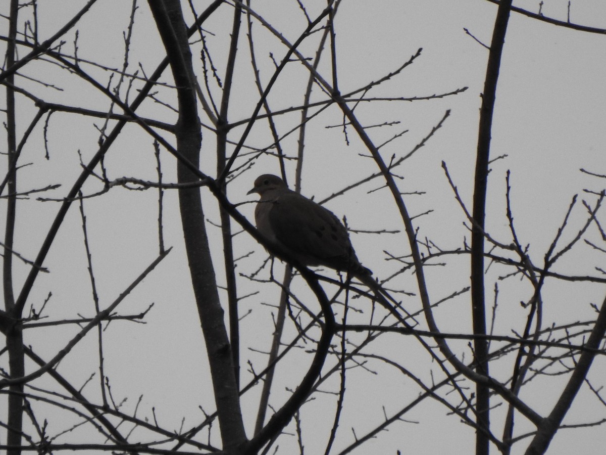 Mourning Dove - ML646757243