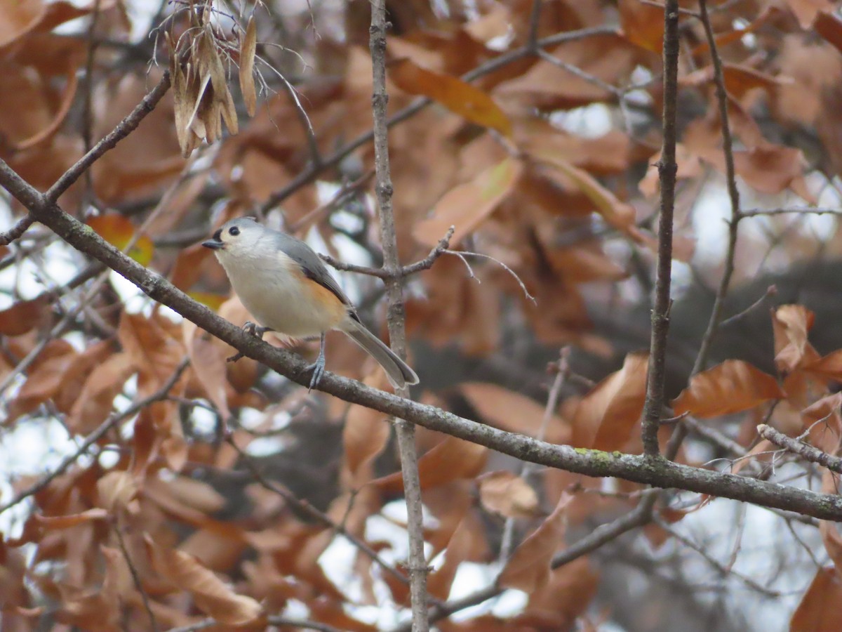 Herrerillo Bicolor - ML646757244