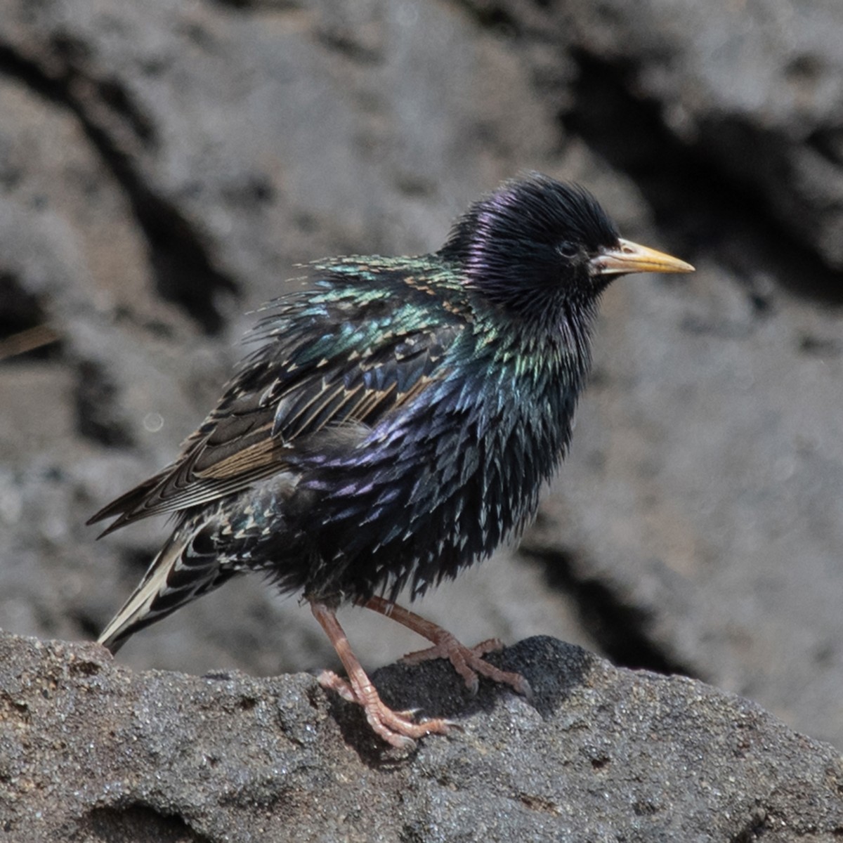 Estornino Pinto - ML646757245