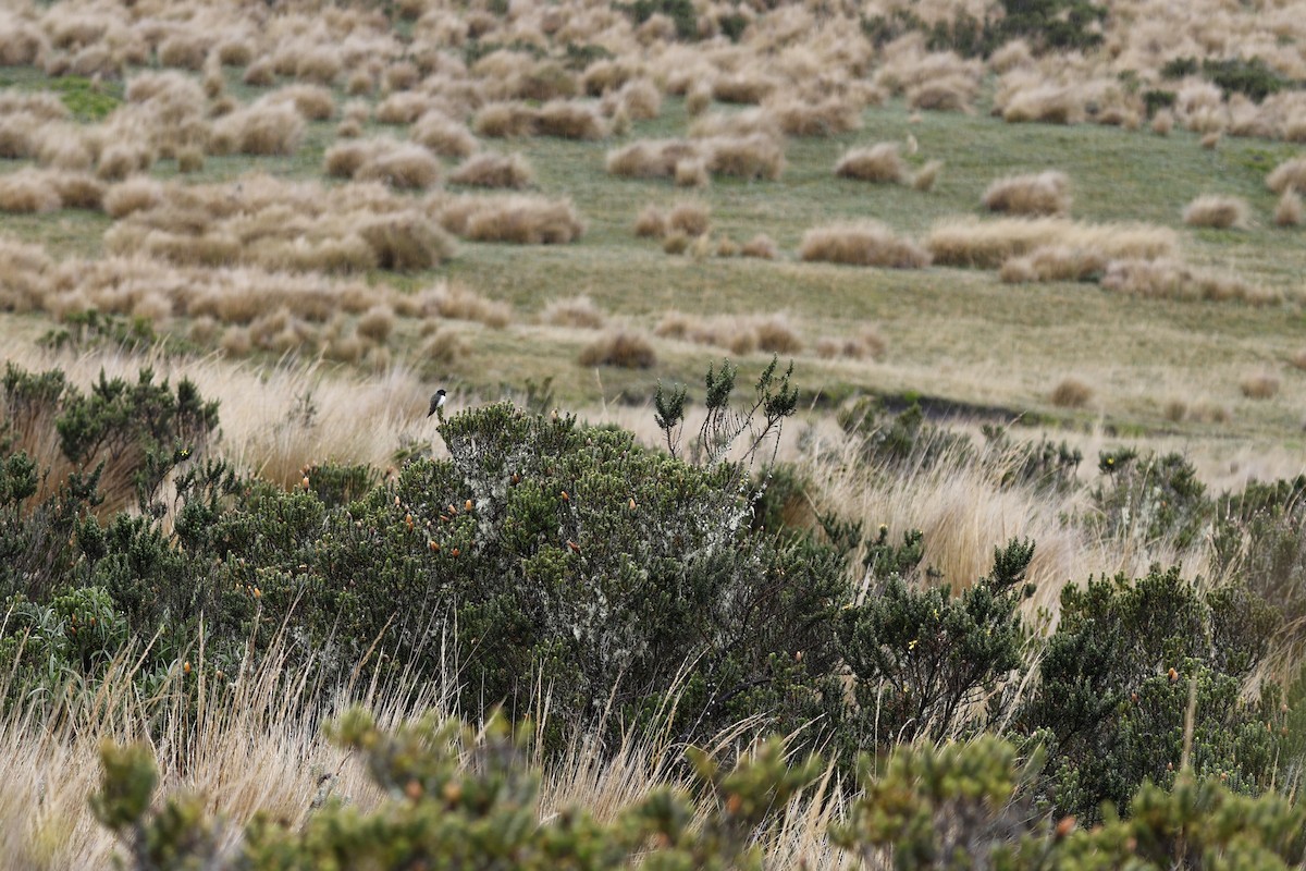 Ecuadorian Hillstar - ML646757246