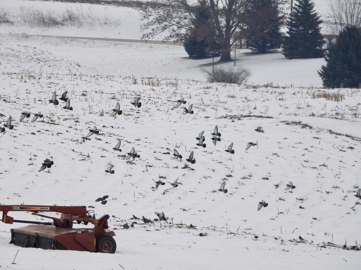 Haitz-usoa (etxekoa) - ML646757247