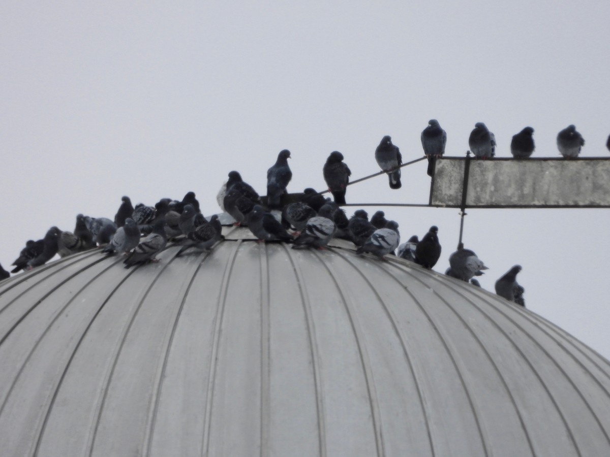 Haitz-usoa (etxekoa) - ML646757248