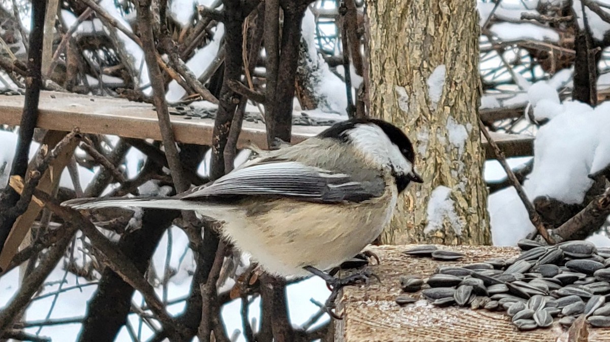 Гаїчка світлокрила - ML646757252