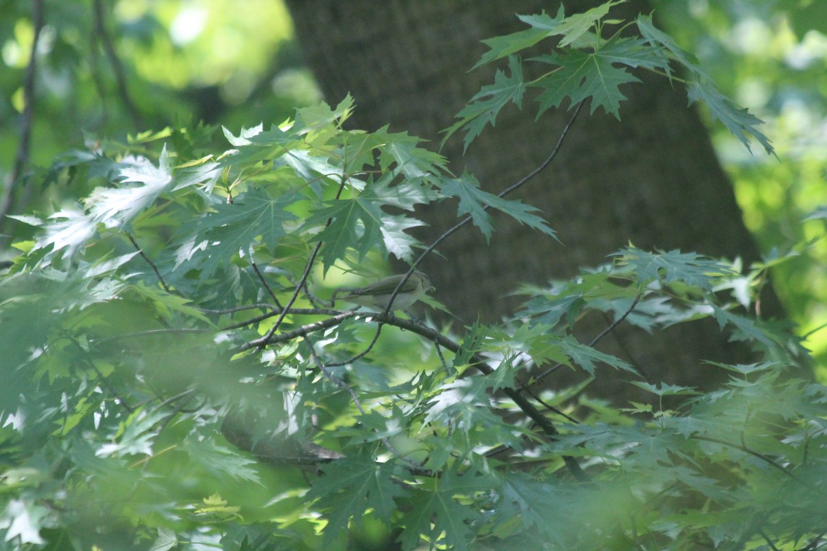 Красноглазый виреон - ML646757253