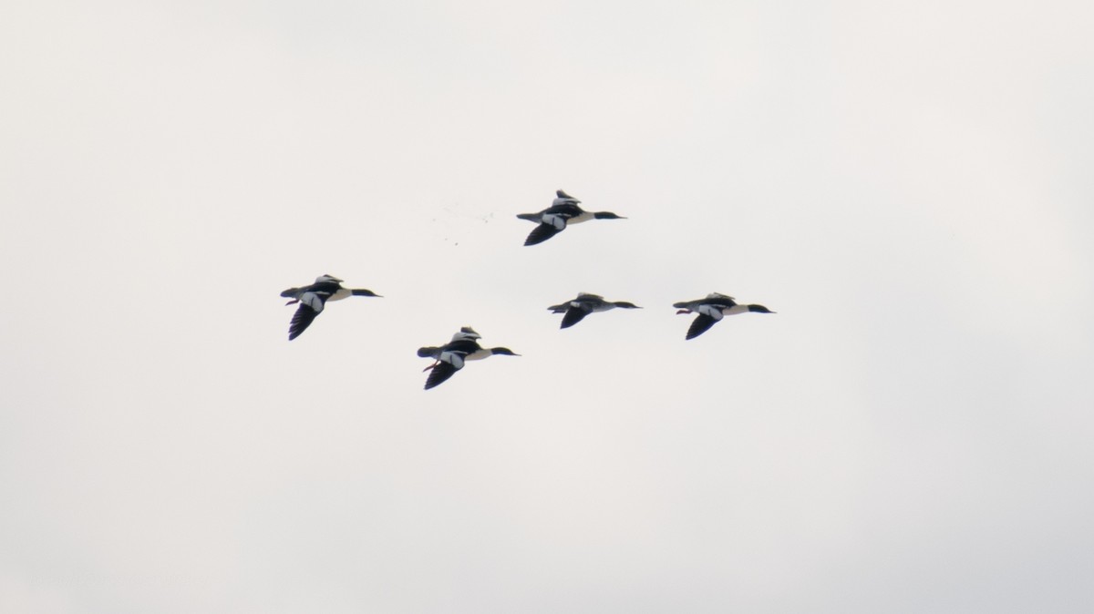 Common Merganser - ML646757254