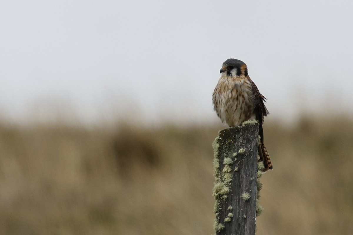 בז אמריקני - ML646757256