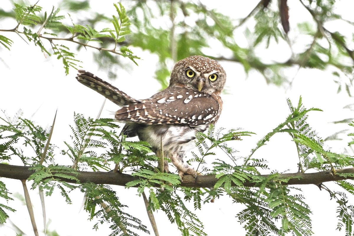 Сичик-горобець савановий - ML646757262