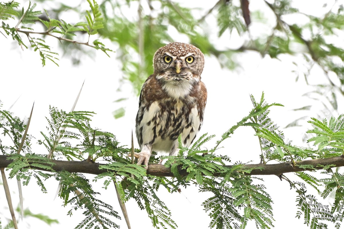 Сичик-горобець савановий - ML646757263