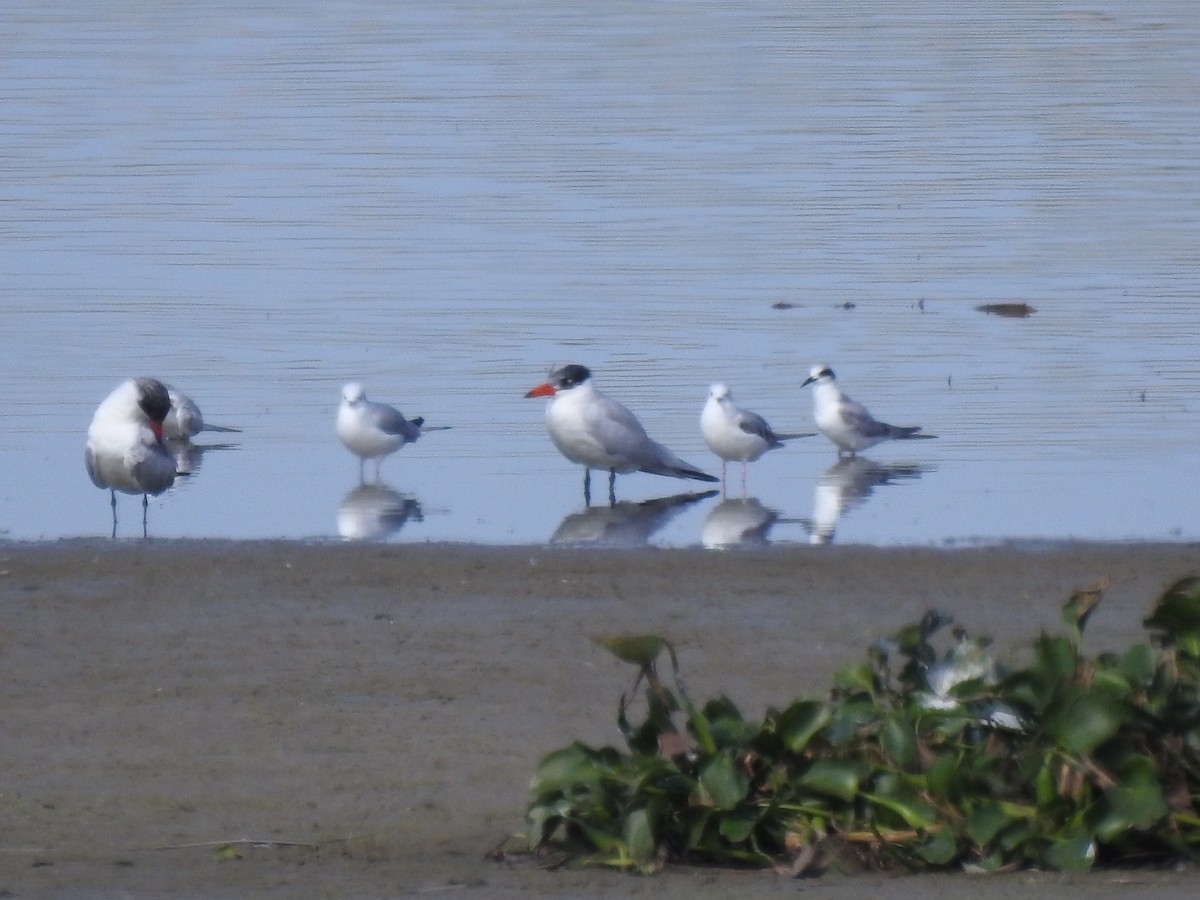 Forster's Tern - ML646757266