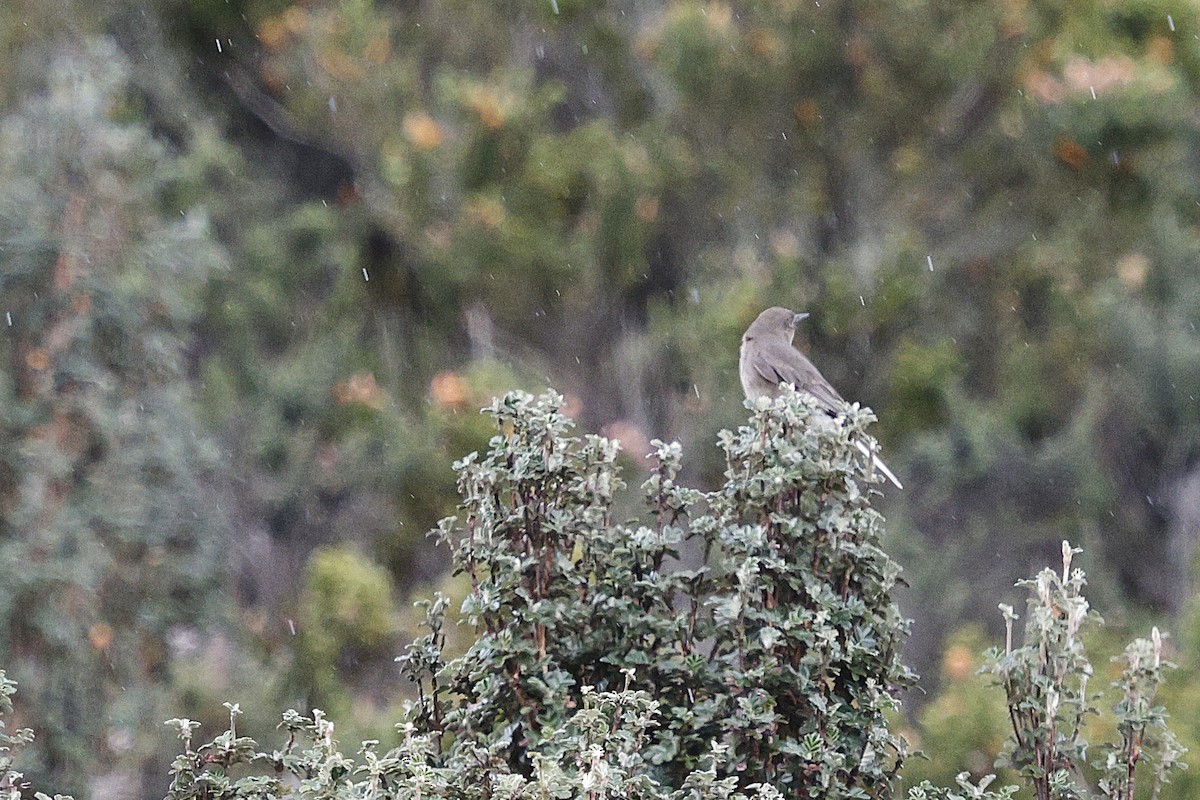Black-billed Shrike-Tyrant - ML646757267