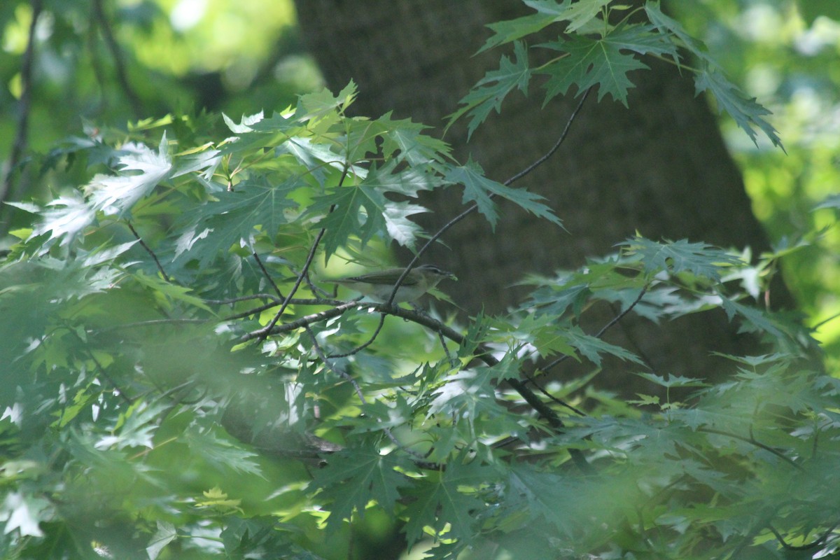 Красноглазый виреон - ML646757268