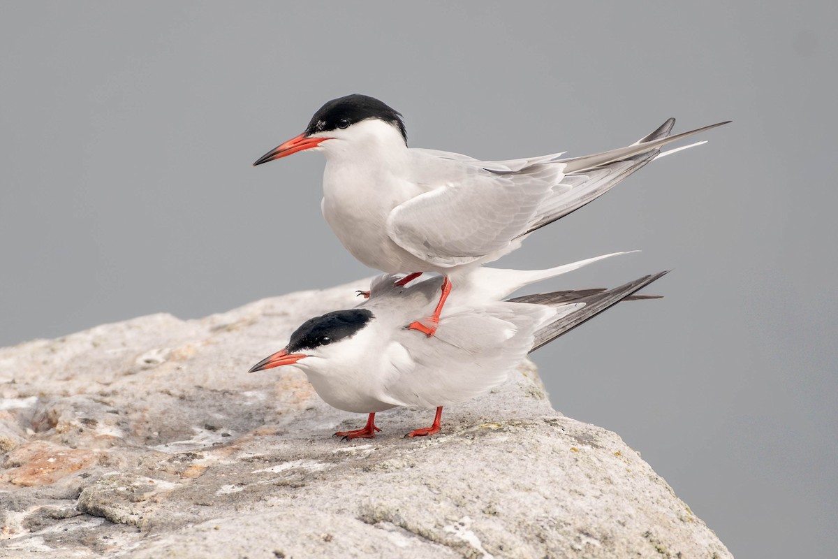 Common Tern - ML646757269