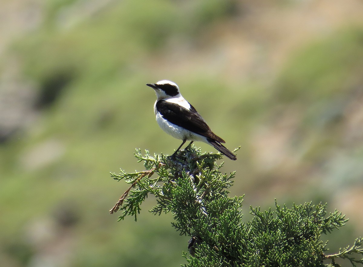 Eastern Black-eared Wheatear - ML646757271