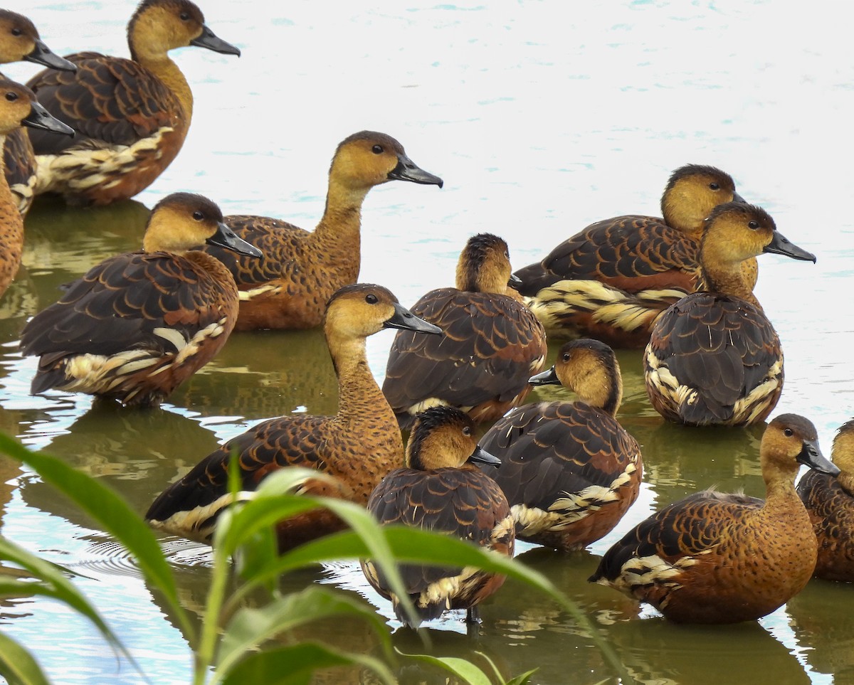 Wandering Whistling-Duck - ML646757272