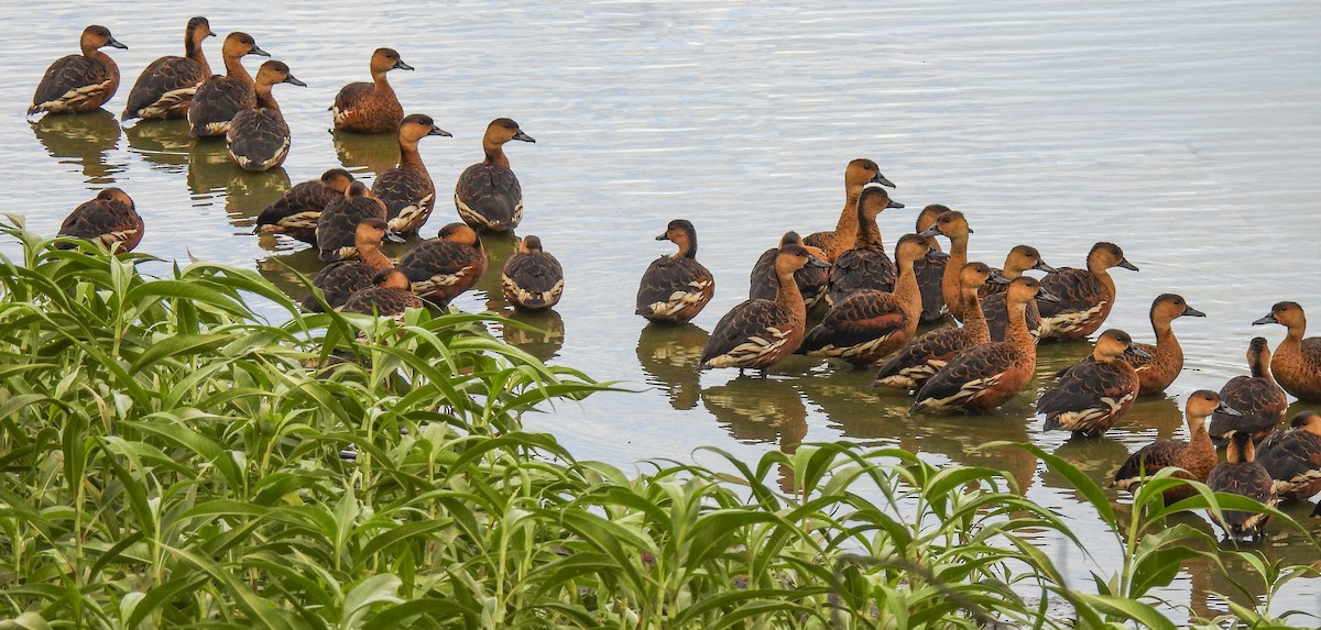 Wandering Whistling-Duck - ML646757273