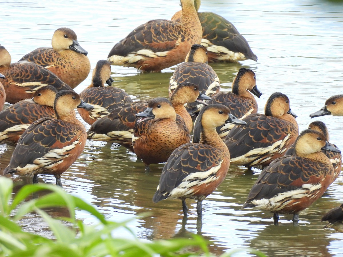 Wandering Whistling-Duck - ML646757274