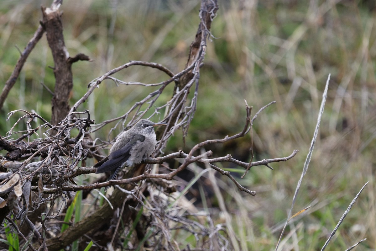 Ecuadorian Hillstar - ML646757276