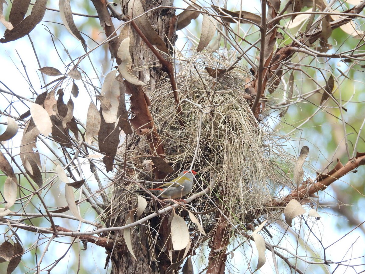 Red-browed Firetail - ML646757279