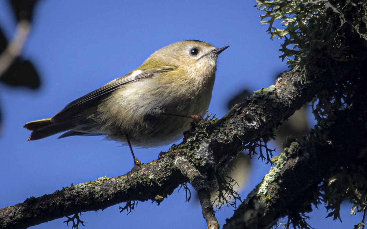 Goldcrest - ML646757280